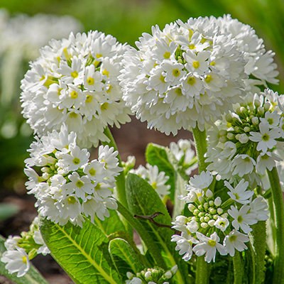 balprimula-(Primula-denticulata-Alba)