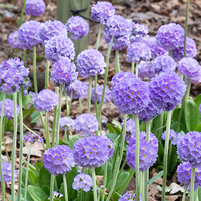 balprimula-(Primula-denticulata-Corolla-Blue)