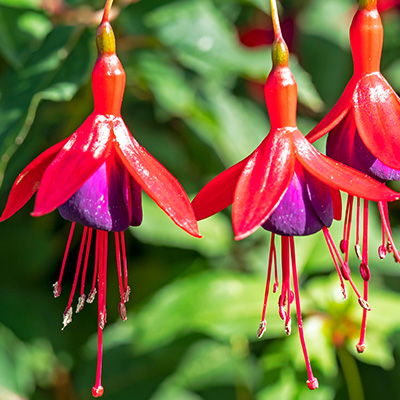 bellenplant-winterhard--(Fuchsia-hybride-Mrs-Popple)