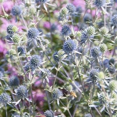 blauwe-distel-(Eryngium-Magical-Blue-Lagoon)