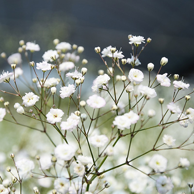 gipskruid-(Gypsophila-Paniculata-Festival-White-Flare)