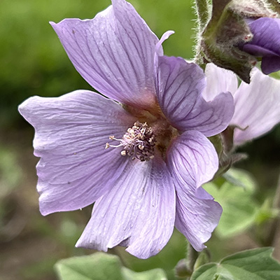 groot-kaasjeskruid-(Lavatera-Lilac-Lady)