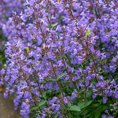 kattenkruid-(Nepeta-faassenii-Purrsian-Blue)