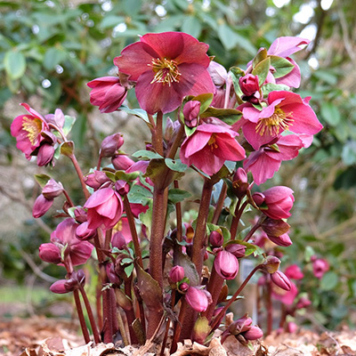 kerstroos-(Helleborus-Frostkiss-Anna's-Red)