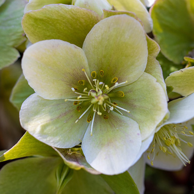 kerstroos-(Helleborus-Winter-Moonbeam)