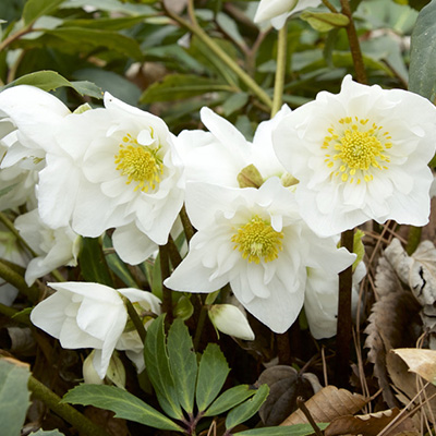 kerstroos-(Helleborus-niger-Snowdrift)