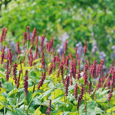 duizendknoop-(Persicaria-amplexicaulis-Blackfield)