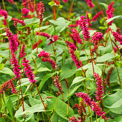 knoopjeskruid-(Persicaria-amplexicaulis-Finy-Tiny)