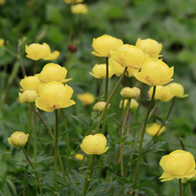 kogelboterbloem-(Trollius-cultorum-Lemon-Queen)