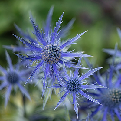 kruisdistel-(Eryngium-zabelii-Pen-Blue)