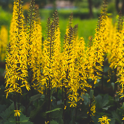 kruiskruid-(Ligularia-stenocephala-The-Rocket)