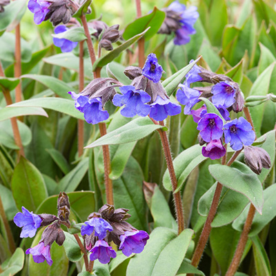 longkruid-(Pulmonaria-angustifolia-Blue-Ensign)