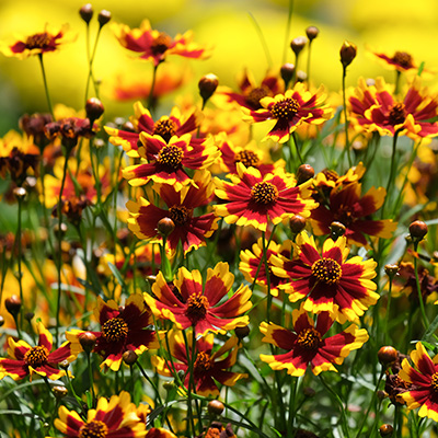 meisjesogen-(Coreopsis-Cosmic-Eye)