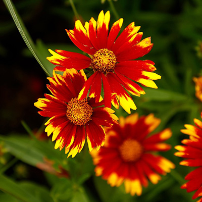 meisjesogen-(Coreopsis-Little-Bang-Daybreak)