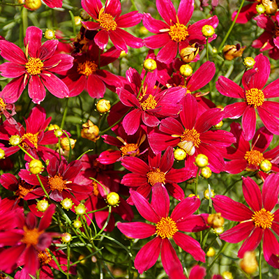 meisjesogen-(Coreopsis-Red-Satin)