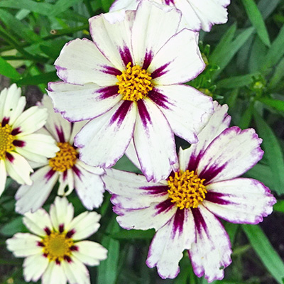 meisjesogen-(Coreopsis-Star-Cluster)