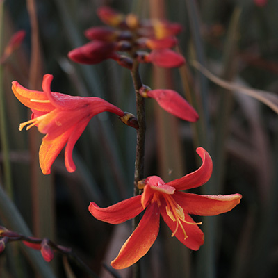 montbretia-(Crocosmia-Bressingham-Dark-Fires)