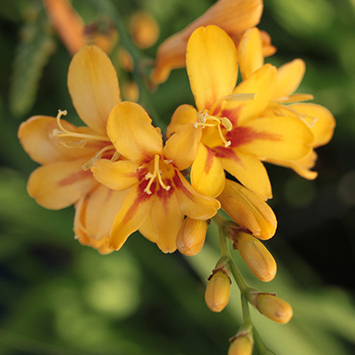 montbretia-(Crocosmia-Firestars-Hot-Spot)