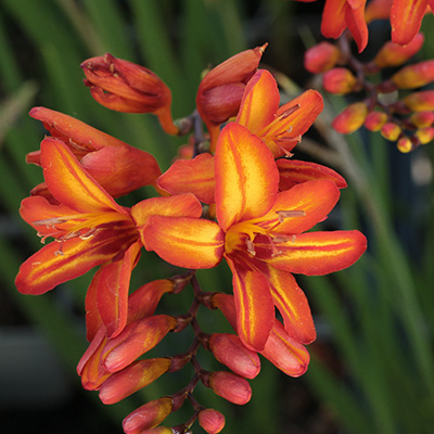 montbretia-(Crocosmia-Firestars-Scorchio)