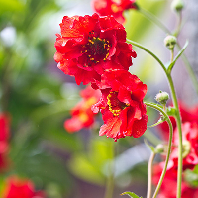 nagelkruid-(Geum-Firestarter)