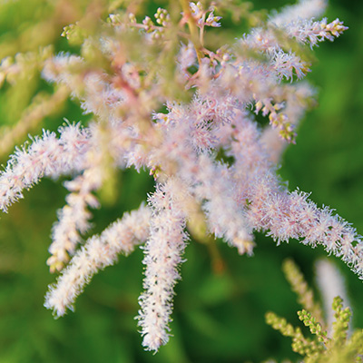 pluimspirea-(Astilbe-japonica-Peach-Blossom)