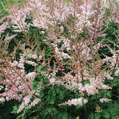 pluimspirea-(Astilbe-simplicifolia-Sprite