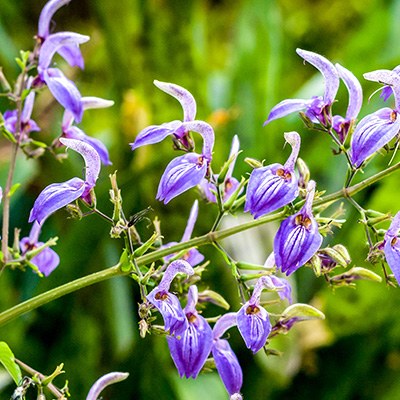 Afrikaanse reuzensalie-(Brillantaisia-subulugurica)