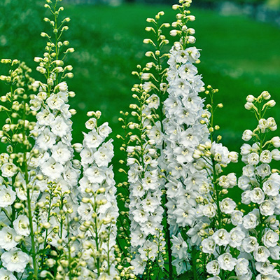 ridderspoor-(Delphinium-Delgenius-TM-Glitzy)