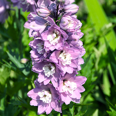 ridderspoor-(Delphinium-Turkish-Delight)