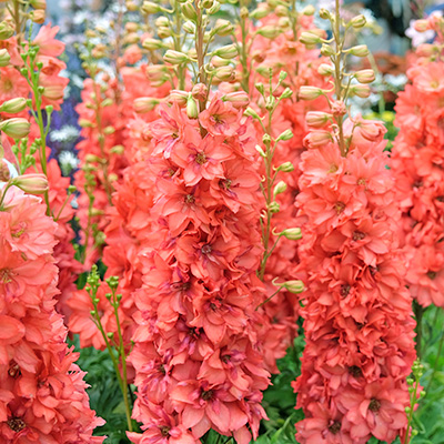 riddersporen (Delphinium x cultorum Princess Caroline)