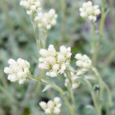 rozenkransje-(Antennaria-dioica-Alba)