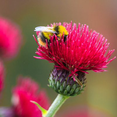 vederdistel-(cirsium-rivulare-Atropurpureum)