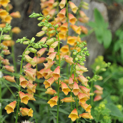 vingerhoedskruid-(Digitalis-grandiflora-x-obscura-Goldcrest)