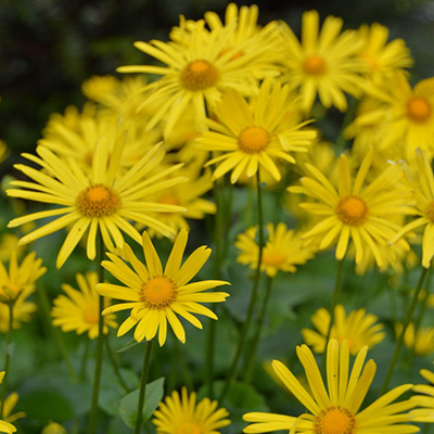 voorjaarszonnebloem-(Doronicum-orientale-Leonardo-Compact)