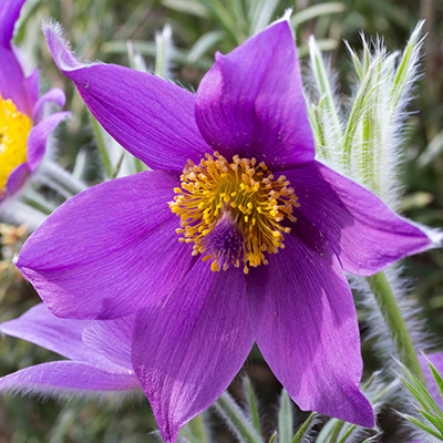 wildemanskruid-(Pulsatilla-vulgaris-Pinwheel-Blue)