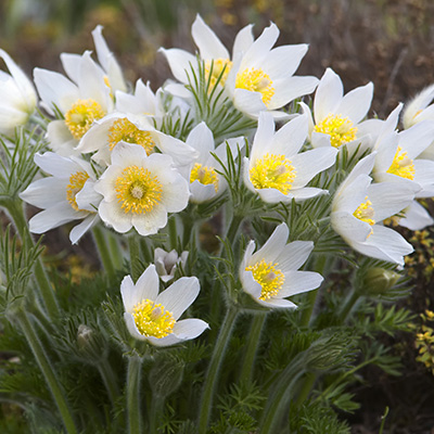 wildemanskruid-(Pulsatilla-vulgaris-Pinwheel-White)