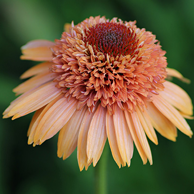 zonnehoed (Echinacea-purpurea-Supreme-Cantaloupe)