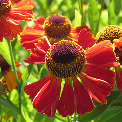 zonnekruid-(Helenium-autumnale-Ruby-Tuesday)