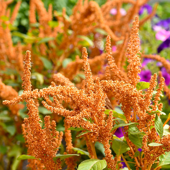 amarant-(Amaranthus-cruentus-Hot-Biscuits)