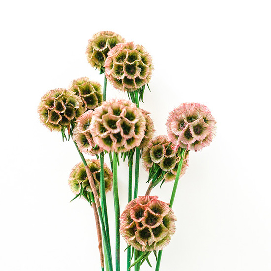 duifkruid-(Scabiosa-stellata-Paper-Moon)