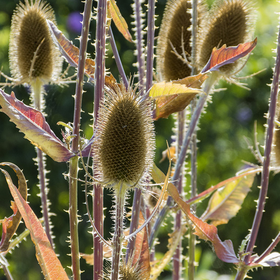 grote-kaardebol-(Dipsacus-fullonum)