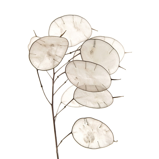 judaspenning-(Lunaria-annua)