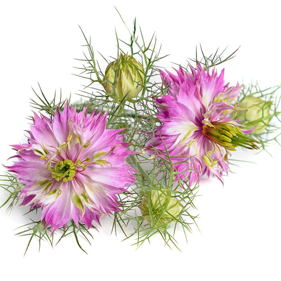 juffertje-in-het-groen-(Nigella-damascena)