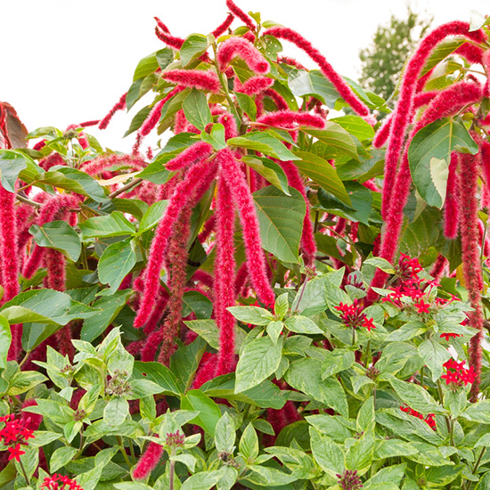 kattenstaartamarant-(Amaranthus-caudatus)