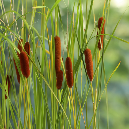 kleine-lisdodde-(Typha-angustifolia)