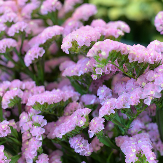 lamsoor-statice-(Limonium-sinuata-Lavender)