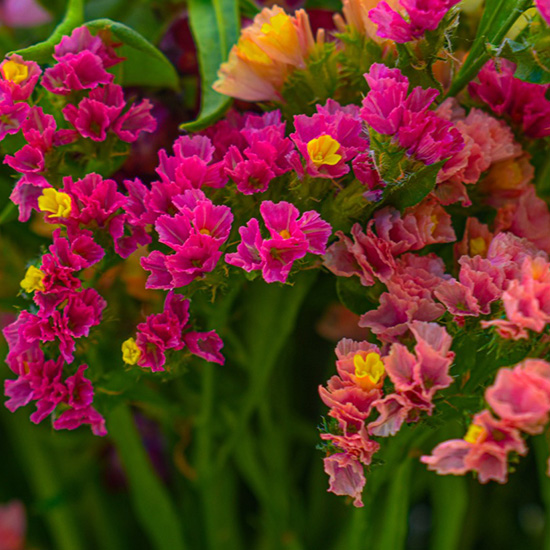 lamsoor-statice-(Limonium-sinuata-Pink)