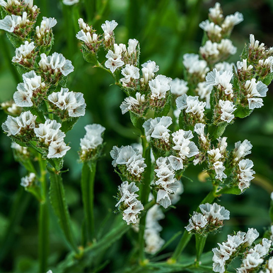 lamsoor-statice-(Limonium-sinuata-White)