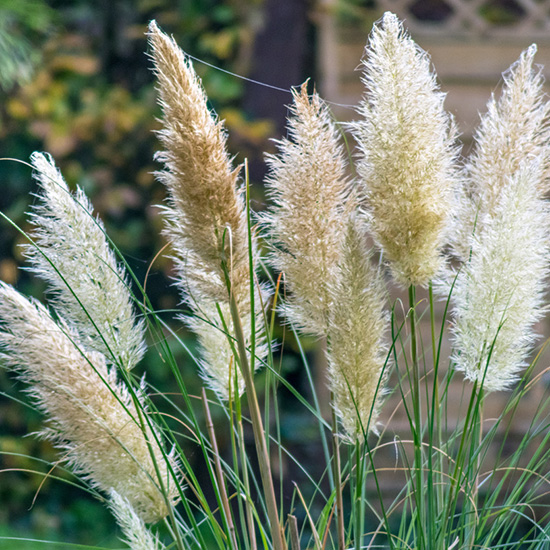 pampasgras-(Cortaderia-selloana)