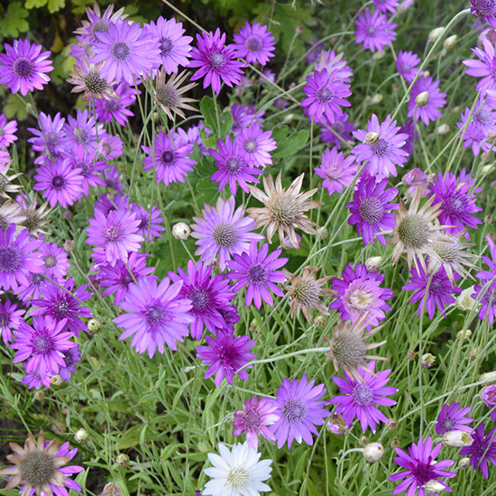 papierbloem-(Xeranthemum-annuum)